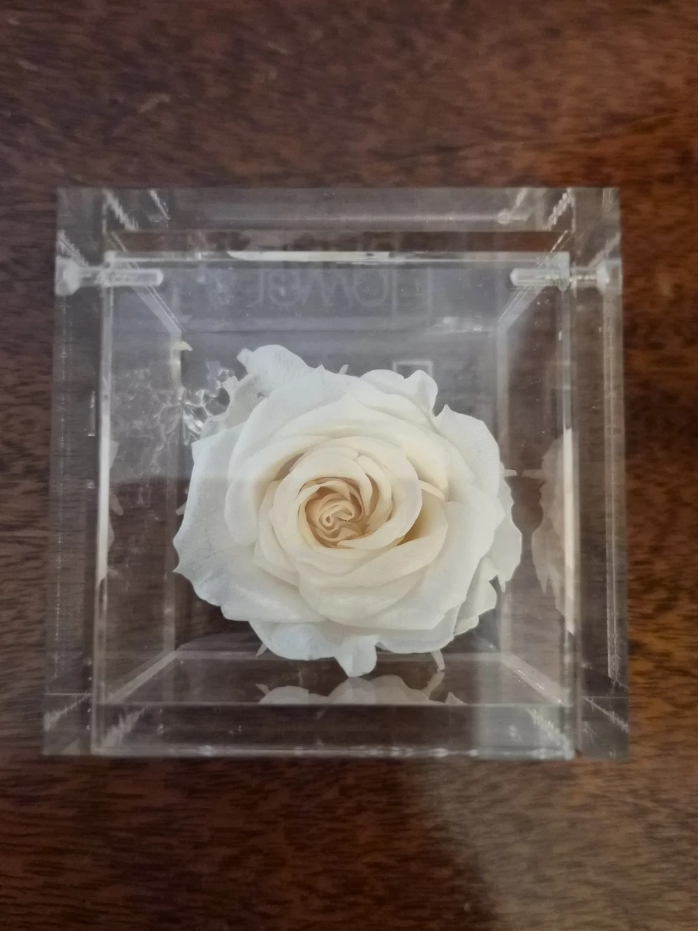Preserved Cream Rose in Clear Acrylic Cube - Floral Keepsake